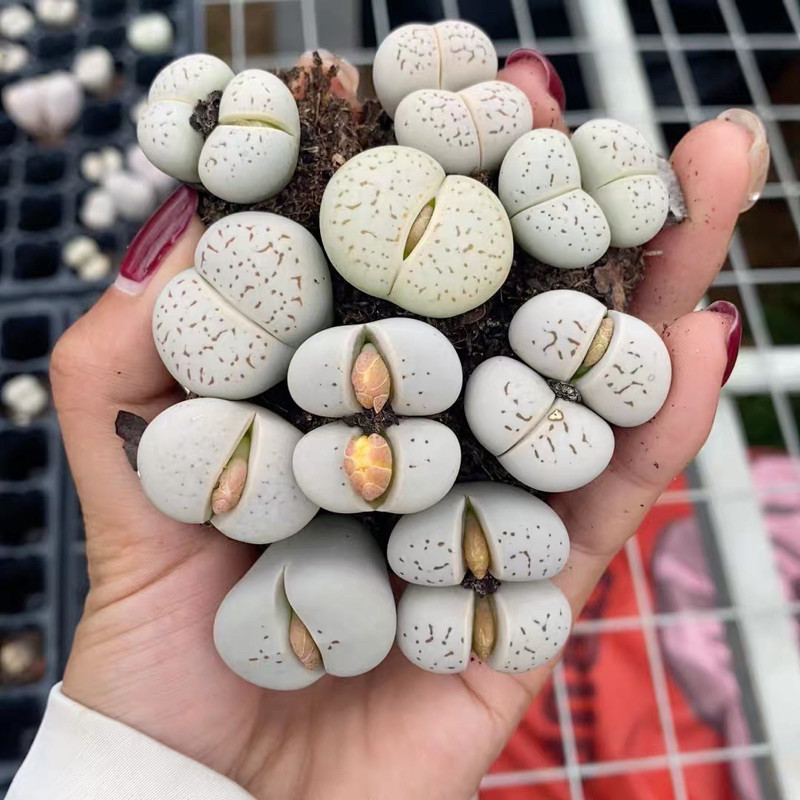 ไลทอป ดินเทอร์ Dinteranthus vanzylii