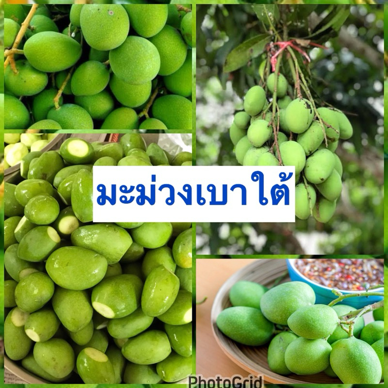 มะม่วงเบาใต้มะม่วงเบาพัทลุง(1กิโลกรัม)