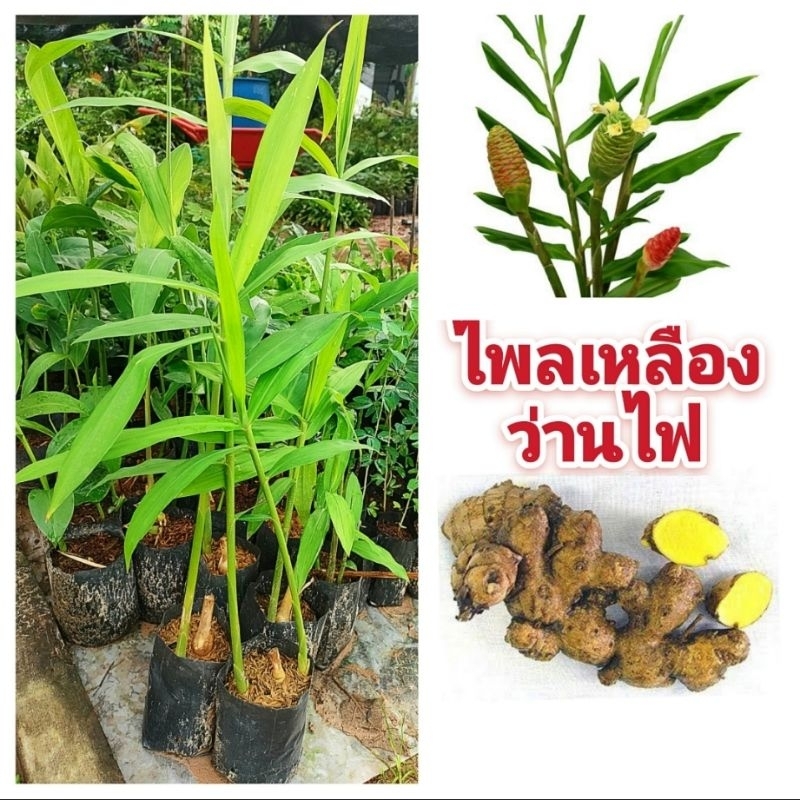 ไพลเหลือง,ว่านไฟ สมุนไพรไทยมีสรรพคุณทางยา ต้นพันธุ์เเข็งเเรงพร้อมปลูก สินค้าเสียหายยินดีเคลมฟรี