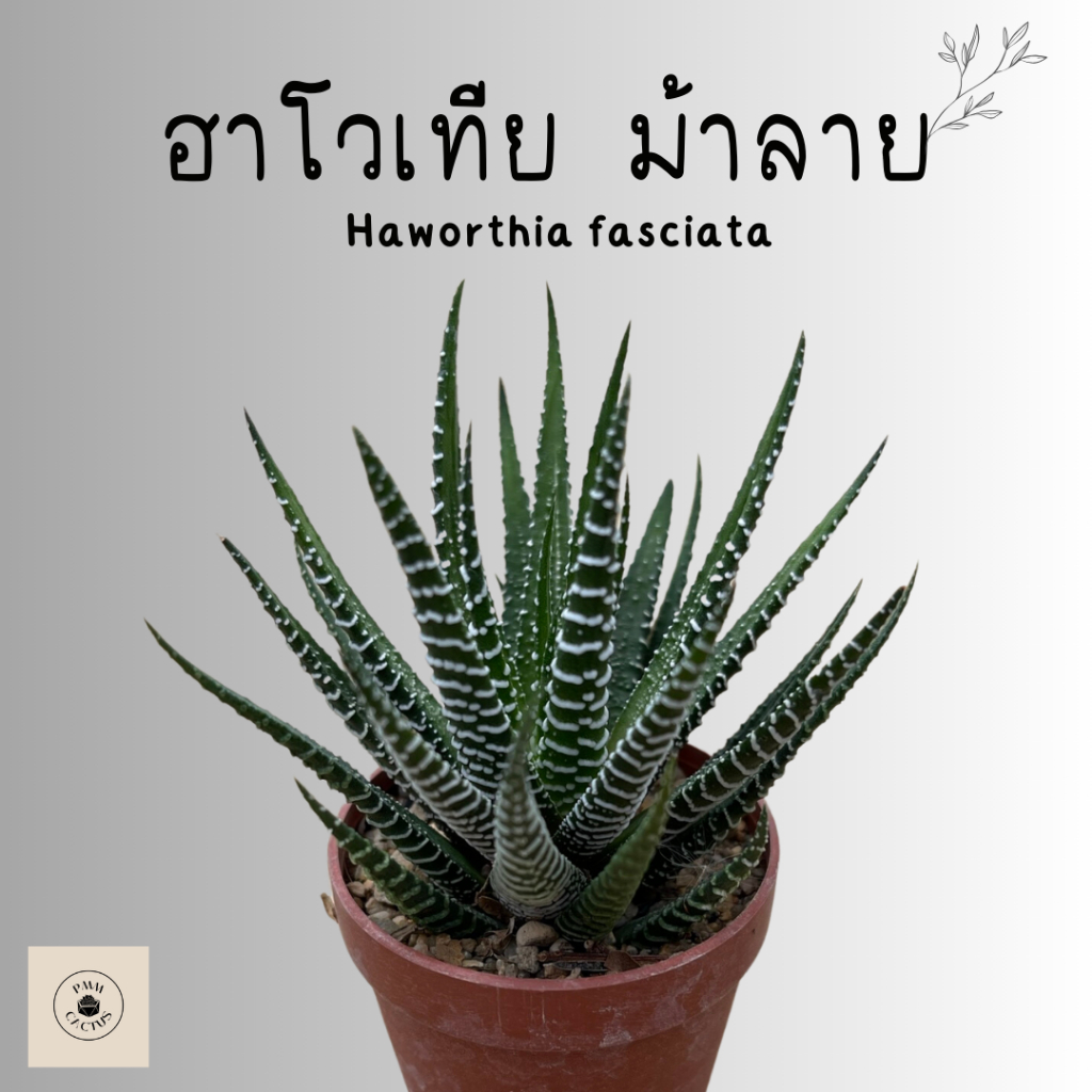 ฮาโวเทีย ม้าลาย 3แถม1 (Haworthia fasciata) ไม้อวบน้ำ