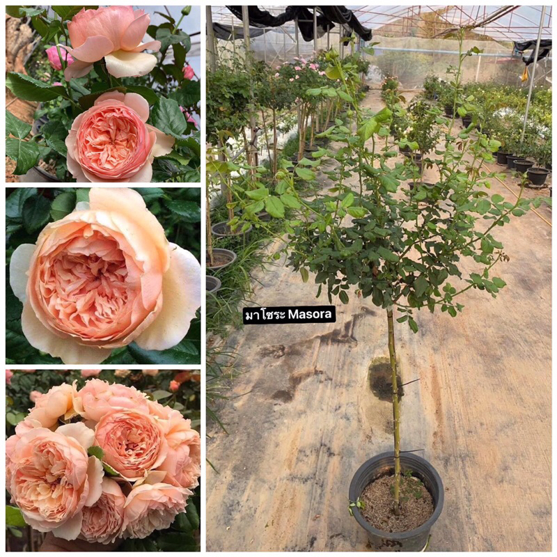 กุหลาบ-ทรีโรสมาโซระ Tree Rose Masora  มาโซระ Masora  สีส้มแอปปริคอต หอมมาก ดอกใหญ่ ทรงถ้วย