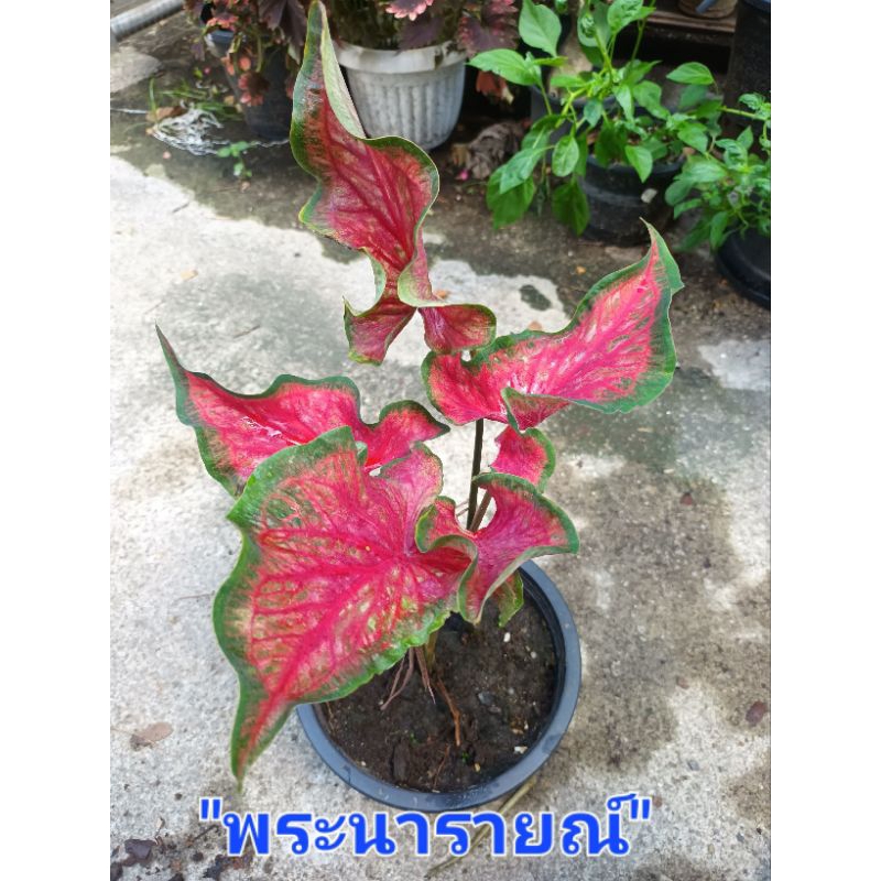 พระนารายณ์บอนสี เป็นบอนสีใบสีแดงขอบเขียว ส่งกระถาง4นิ้ว(3/11/66)