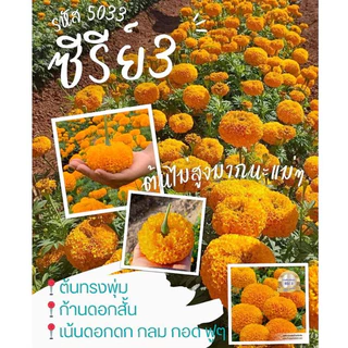 100เมล็ด ซีรี่ 3 สีทองเข้ม ทองเฉลิม ดีฟโกลด์ 5033 ดาวเรืองตัดดอก F1 เมล็ดพันธุ์ดาวเรือง