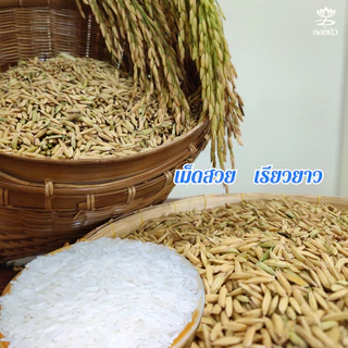 ข้าวตราดอกบัว ข้าวหอมมะลิใหม่ต้นฤดู100%(ปี2026) 5กก.Pack 2 ถุง