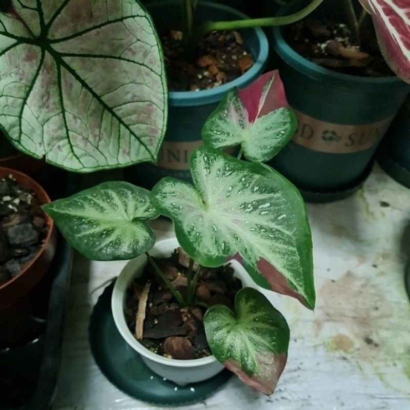 บอนสี ชายชล (Caladium bicolor)