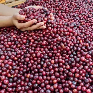 เมล็ดกาแฟคั่้ว DJ Coffee Roasters กาแฟ บราซิล เซอร์ราโด Cerrado