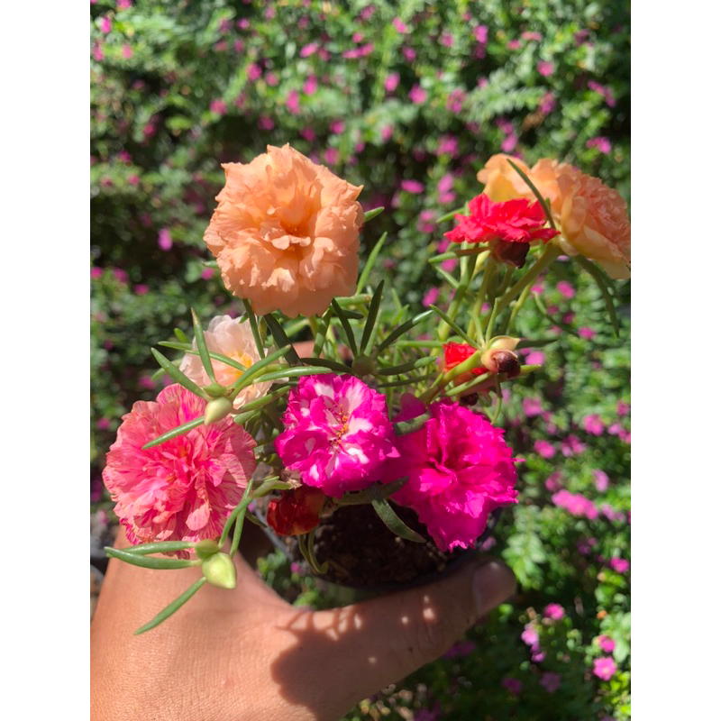 💐แพรเซี่ยงไฮ้💐(คุณนายตื่นสาย) คละสี (ในกระถาง 3 นิ้ว) สั่ง 1️⃣0️⃣แถม 2️⃣ ฟรี ดอกซ้อนสวยเหมือนกุหลาบ🌹คุณนายตื่นสาย คละสี - รูปที่ 5