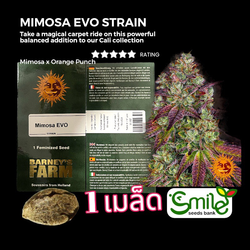 เมล็ดกัญชา Mimosa Evo (Fem) - Barney’s Farm