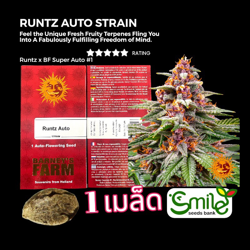 เมล็ดกัญชา Runtz (Auto) - Barney’s Farm