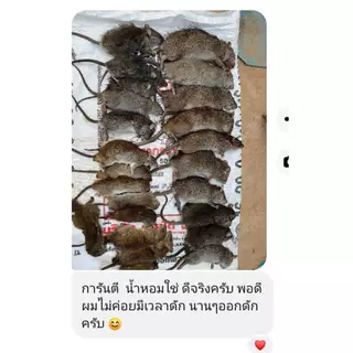 หัวเชื้อดักหนู ใช้สำหรับล่อหนูนา ขนาด 50 ML.