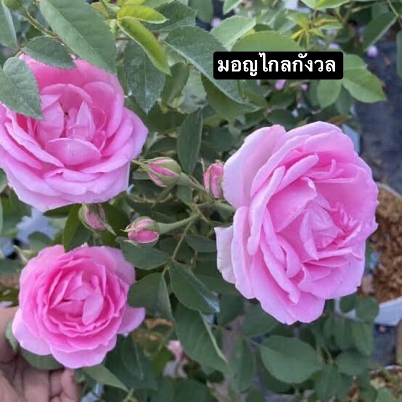 กุหลาบ-มอญไกลกังวล ”Mon Klai Kangwon“  สีชมพู ดอกทานได้ ชงชา ทำขนม กลิ่นหอม เลี้ยงง่าย