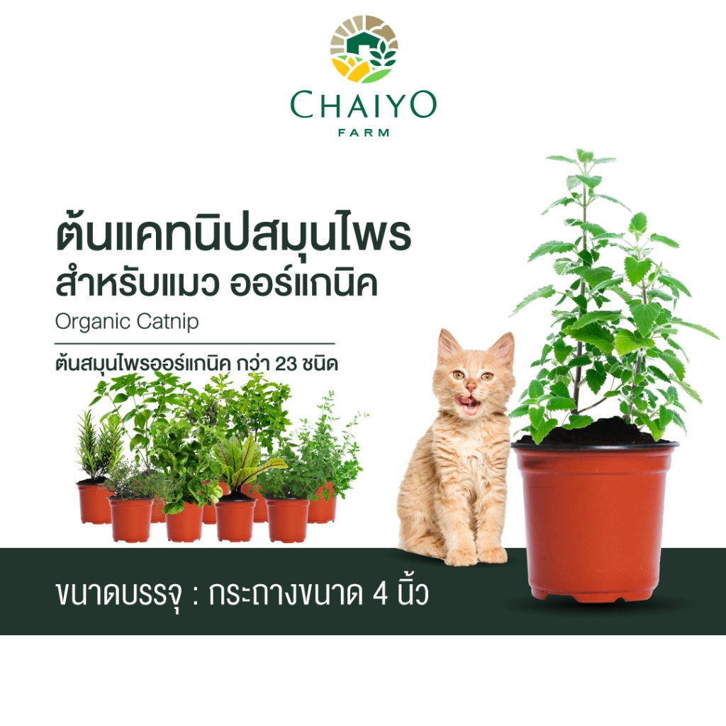 ต้นแคทนิปสมุนไพรสำหรับแมว ออร์แกนิค Organic Catnip และต้นสมุนไพรออร์แกนิค Organic Herbs (เลือกชนิดที