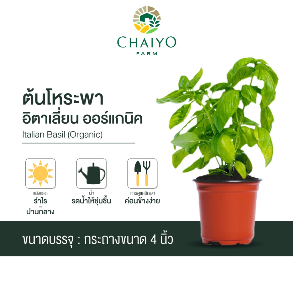 ต้นโหระพาอิตาเลี่ยน ออร์แกนิค Organic Italian Basil