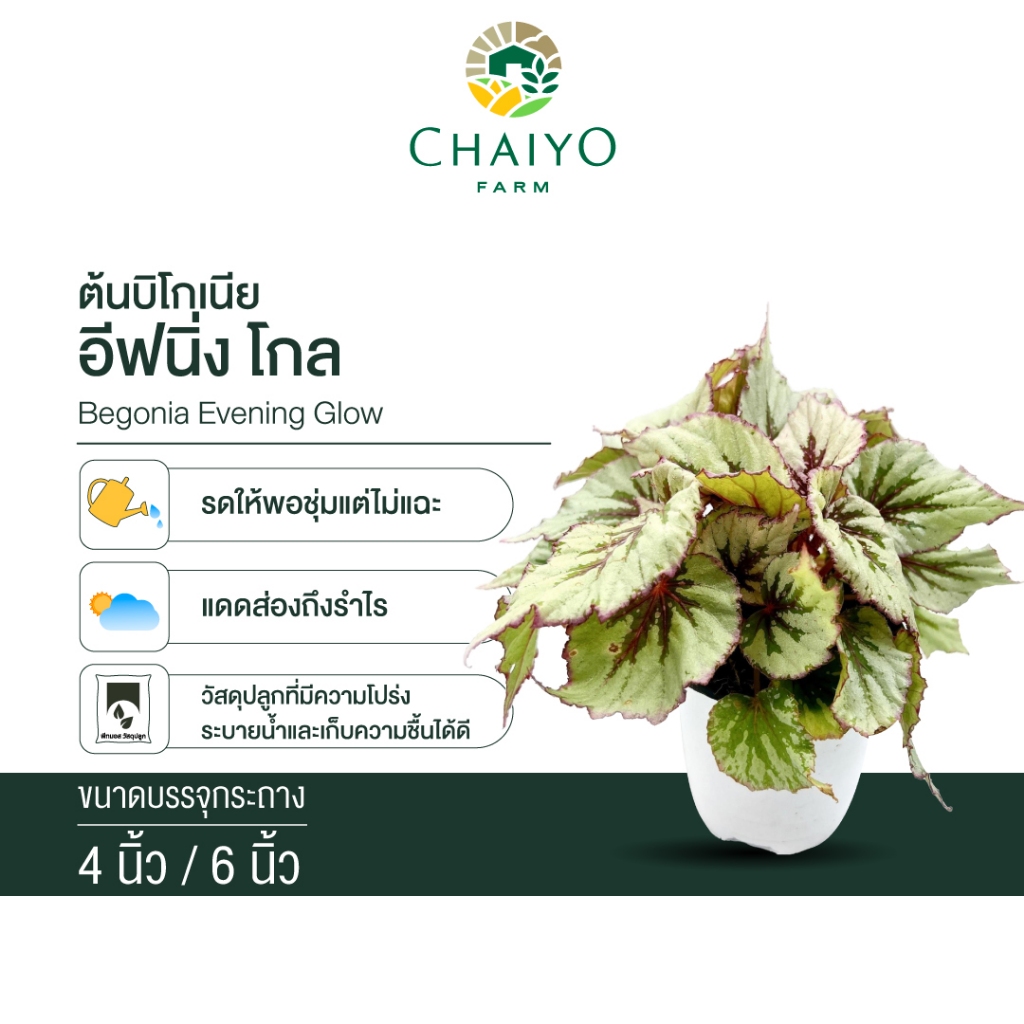 บิโกเนีย อีฟนิ่ง โกล (Begonia Evening Glow)