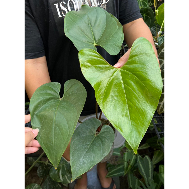 Anthurium sp. silver peru ต้นใหญ่