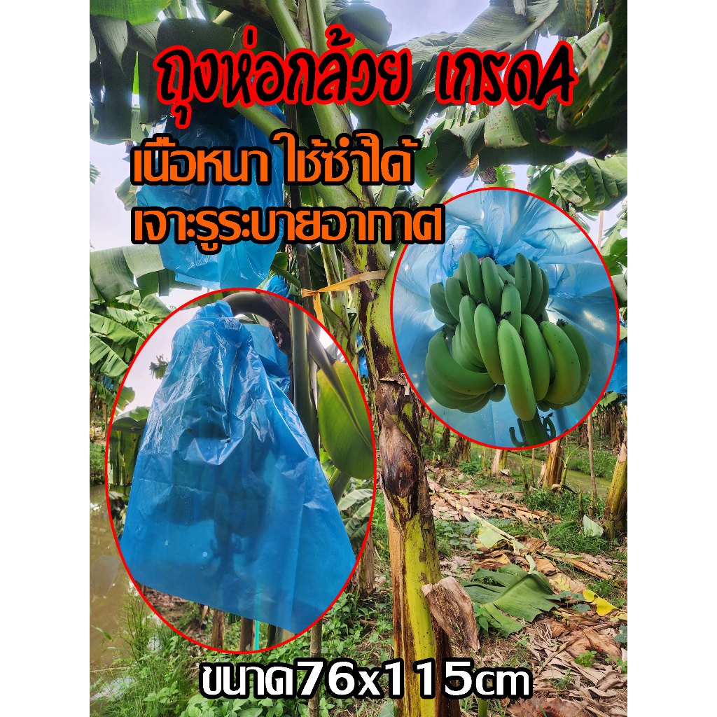 *20ใบ* ถุงห่อกล้วย พลาสติกฟ้า คุณภาพดี ขนาด 76x100 ซม. เนื้อหนา ใช้ซ้ำได้ ถุงห่อผลไม้