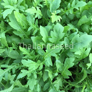 เมล็ดพันธุ์ผักสวนครัว ไวลด์ ร็อคเก็ต ( ขนาด 0.25 กรัม ) รหัสสินค้า 6011