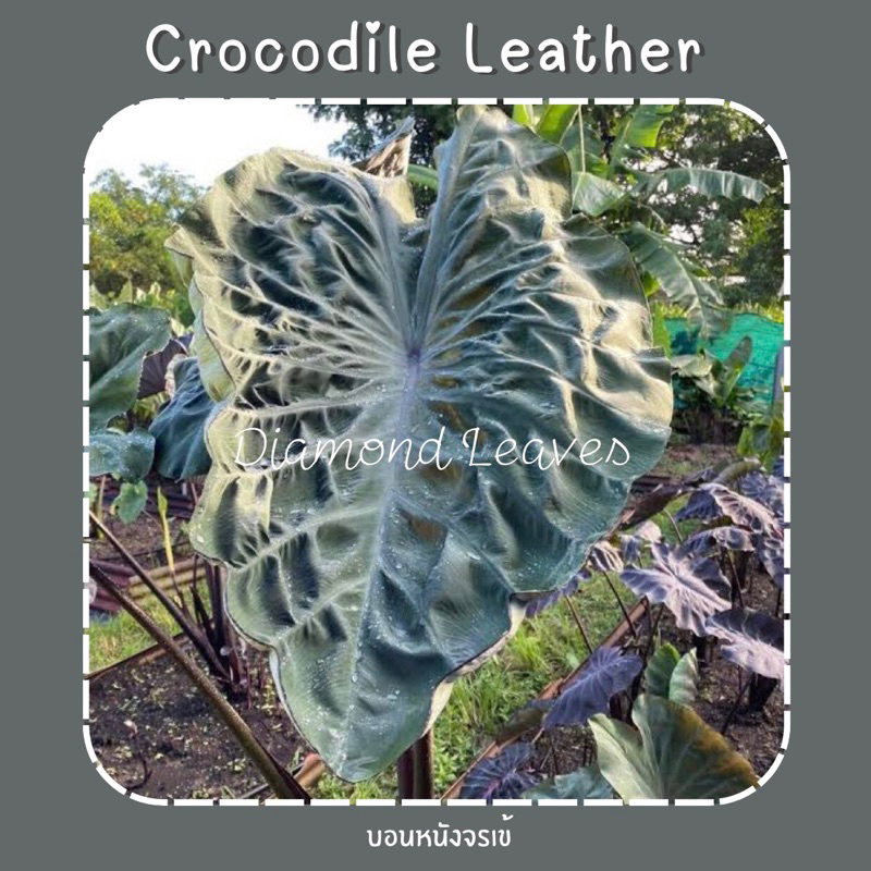 โคโลคาเซียบอนหนังจระเข้ Colocasia Crocodile Leather ส่งห่อตุ้มตัดใบ3ต้น