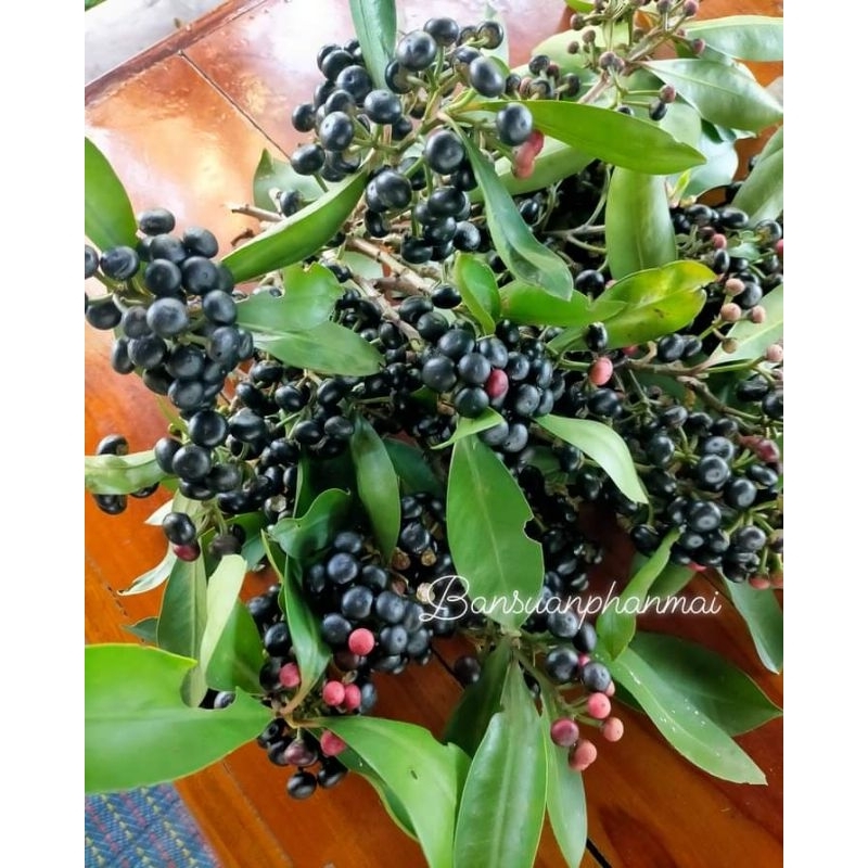 ต้นพิลังกาสา ต้นเพาะเมล็ด สูง 90-100 ซม. จัดชุด 2 ต้น - รูปที่ 6