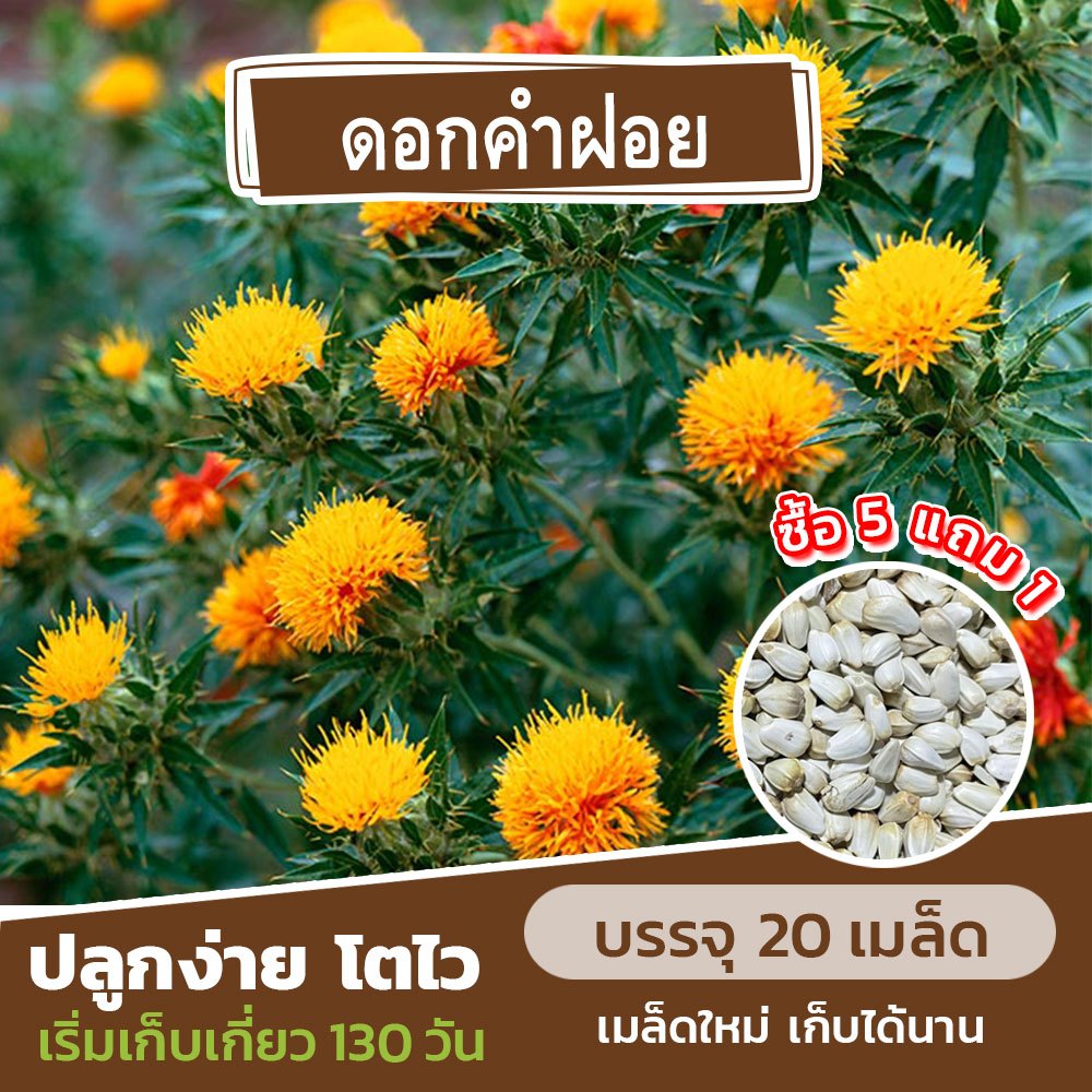 เมล็ดพันธุ์ ดอกคำฝอย แบ่งขาย 20 เมล็ด (ซื้อ 5 แถม 1) คละชนิดได้