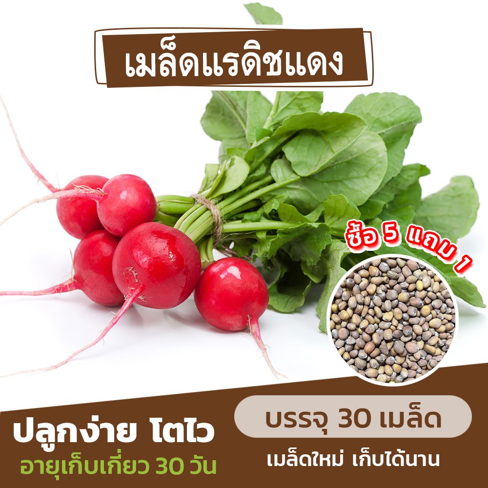 เมล็ดแรดิชแดง แบ่งขาย 30 เมล็ด (ซื้อ 5 แถม 1) คละชนิดได้