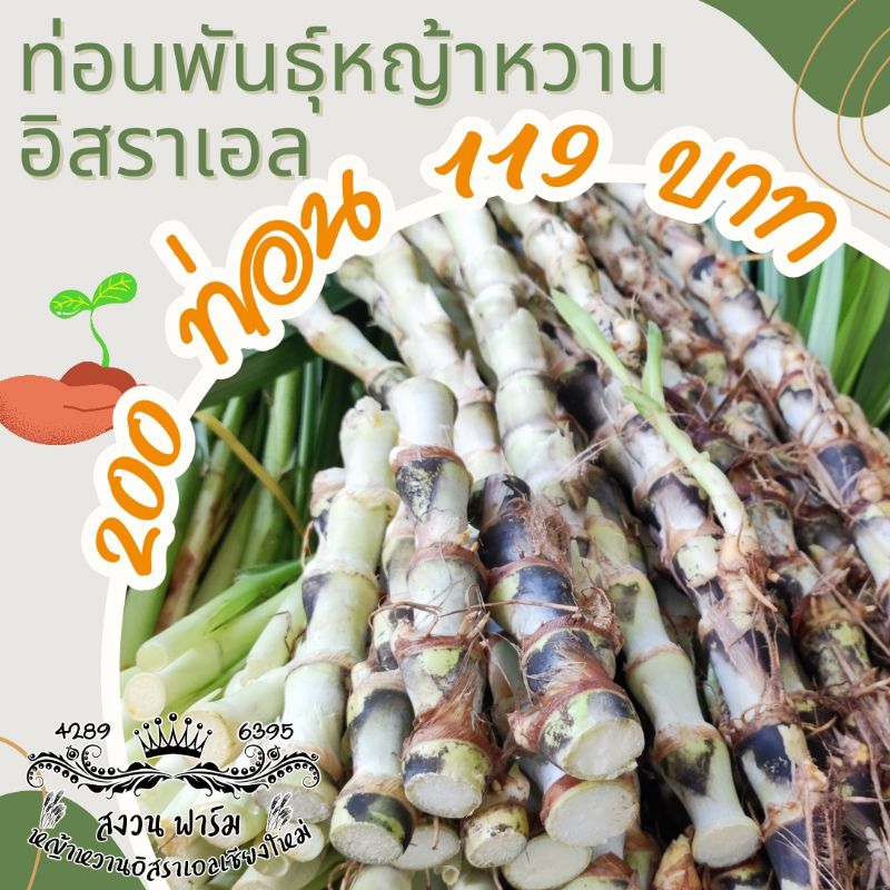 ท่อนพันธุ์ 200 ท่อน หญ้าหวานอิสราเอล แถม 40 ท่อน รับประกันงอกทุกท่อน