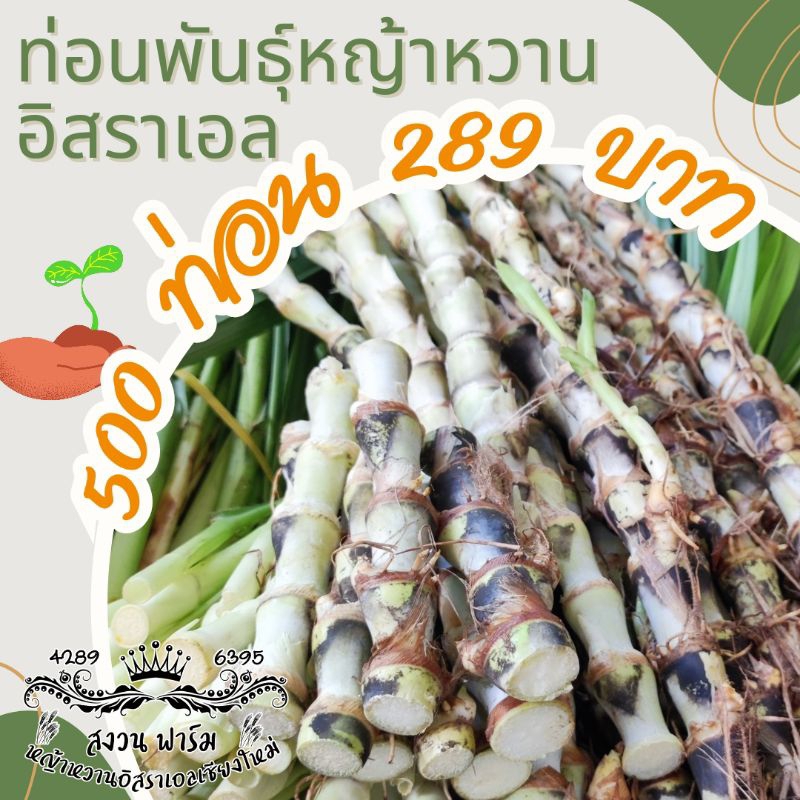 หญ้าหวานอิสราเอล 500 ท่อน แถมฟรี 60 ท่อน