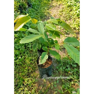 ต้นลำไยคริสตัล สีม่วงจัมโบ้ ต้นเพาะเมล็ด สูง 20-30 ซม.