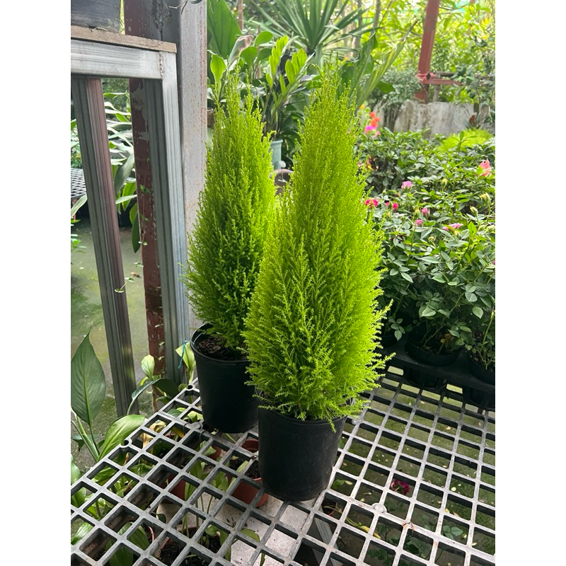 #สนหอมเลม่อน สีเขียวอ่อนGlod Crest มีกลิ่นหอมสดชื่น 60-90cm.