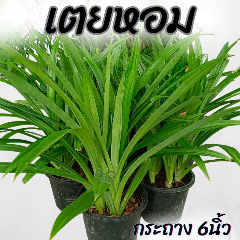 ต้นเตยหอม กระถาง6นิ้ว
