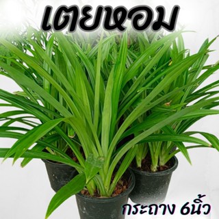 ต้นเตยหอม กระถาง6นิ้ว