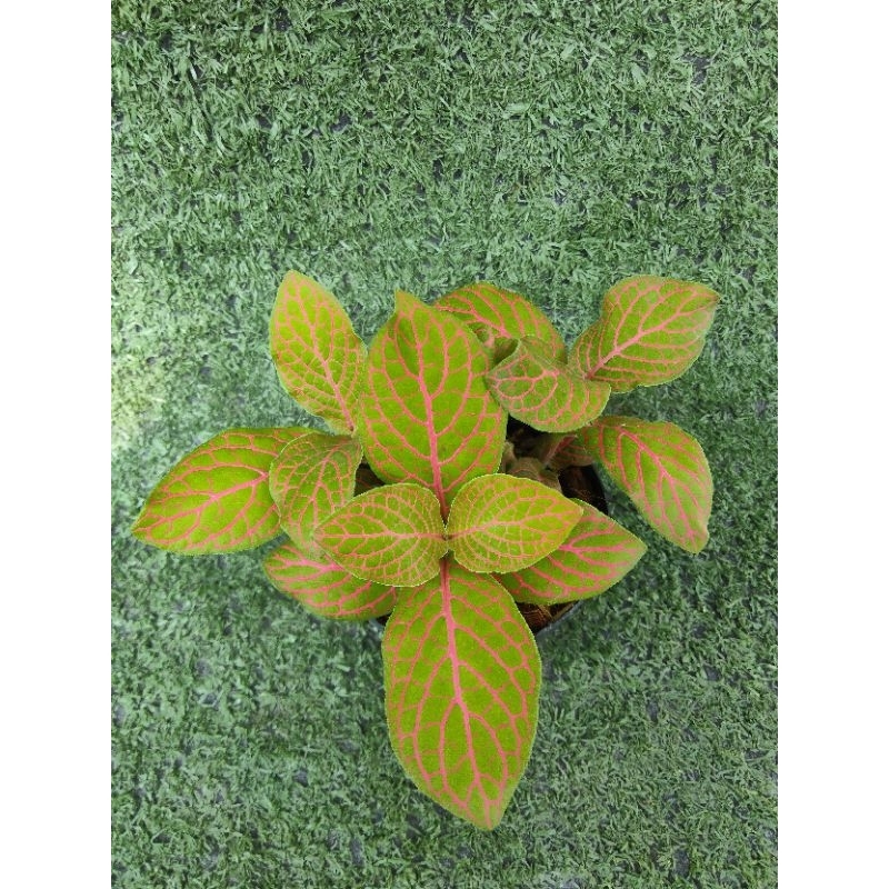 ต้นพรมออสเตรเลียแดง " Mosaic Skeleton " [ Fittonia "Mosaic Skeleton "ในกระถาง3นิ้ว
