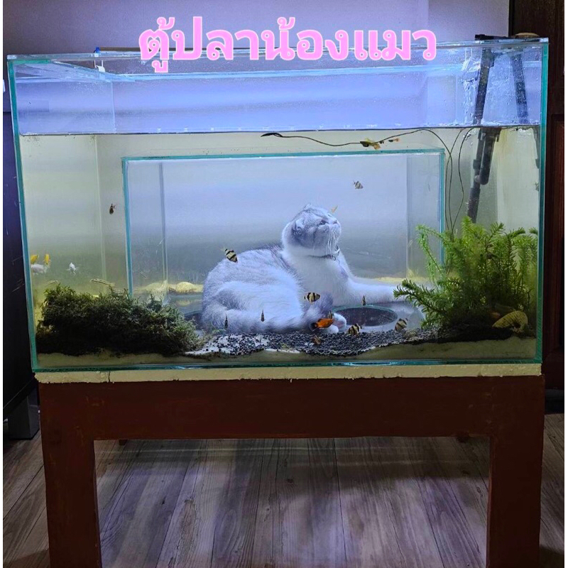 ตู้ปลาแมว (ตู้ปลาให้แมวนอนเล่นดูปลา)