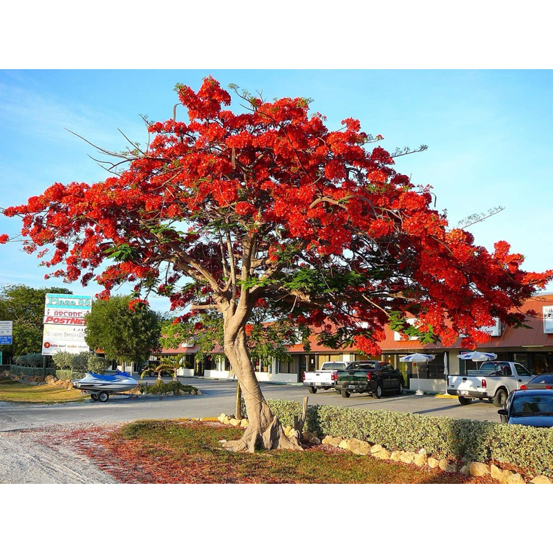 หางนกยูงฝรั่ง (จำนวน 5 ต้น) สูง 50-60 เซนถุง 3x7 นิ้ว Delonix regia