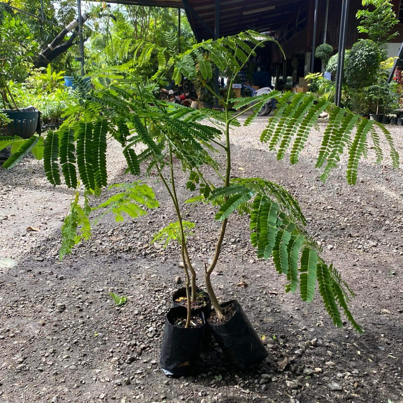 หางนกยูงฝรั่ง (ชุด 5 ต้น) สูง 20-30 เซน Delonix regia รูปที่ 2