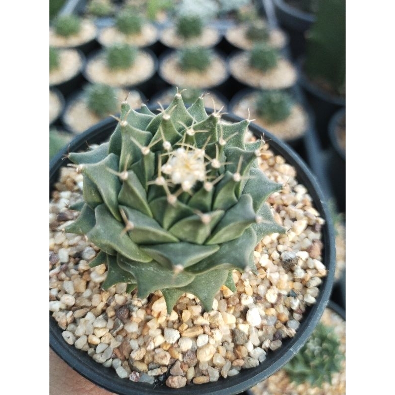 โอบรีโกเนีย เดเนกริอาย กลีบกระทง ไม้เมล็ด obregonia denegrii