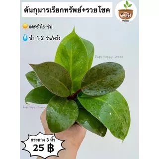 ต้นกุมารเรียกทรัพย์+รวยโชค จัดส่ง 2 ต้นขึ้นไป คละแบบได้
