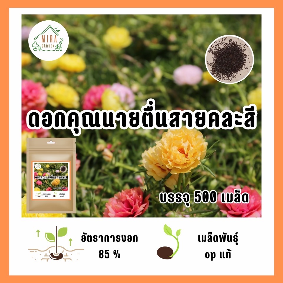 คุณนายตื่นสาย3,000เมล็ด สวยเน้นปลูกหน้าบ้านชมสวน🌱