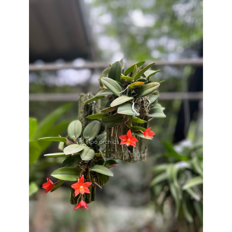 Cattleya cernua (เซอนัว)