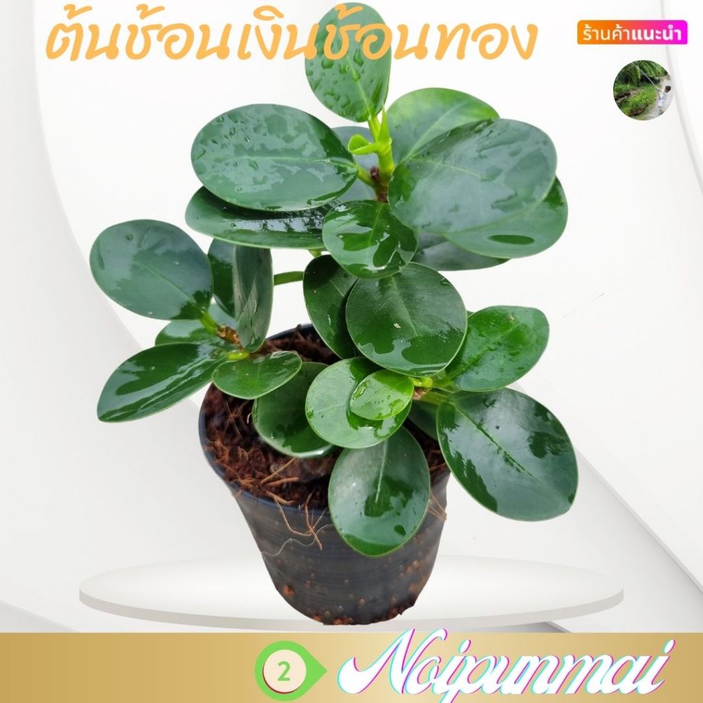 ต้นช้อนเงินช้อนทอง กระถาง3นิ้ว