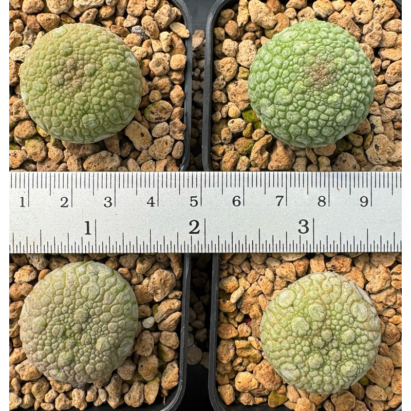 คางคกกลม Pseudolithos migiurtinus ขนาด2.5cm+