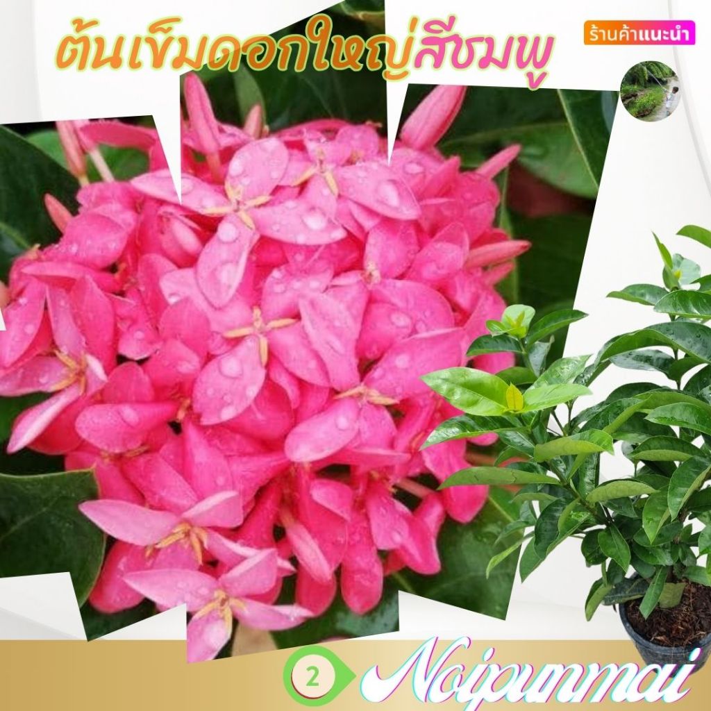 ต้นเข็มดอกใหญ่ สีชมพู กระถาง 6 นิ้ว(ส่งพร้อมกระถาง)