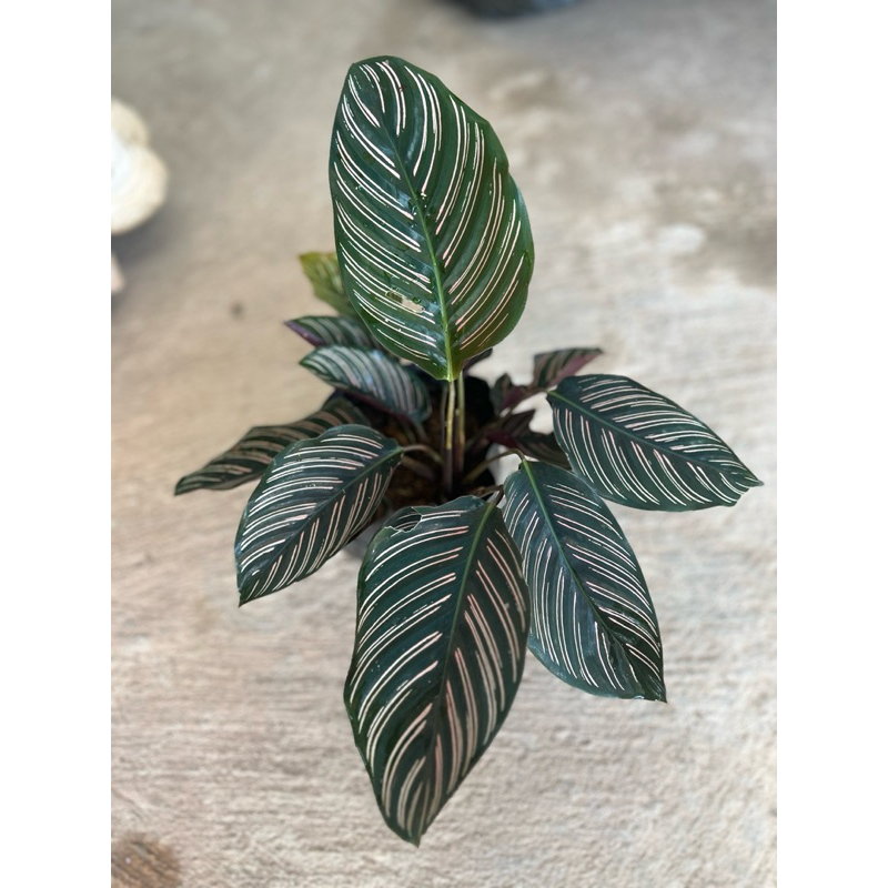 คล้าขุนแผนเรียกทรัพย์Calathea Ornata ราคา ถูกที่สุด ดีลบีเคเค แกลเลอรีภาพที่ 4