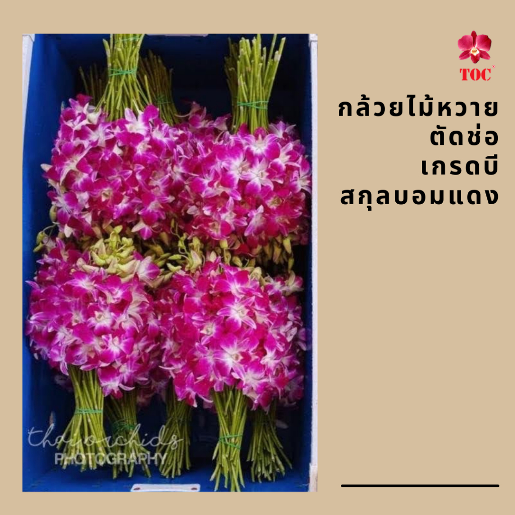 กล้วยไม้หวายตัดช่อ บอมแดง (กิโล) 1 กำมี 40-50 ช่อ