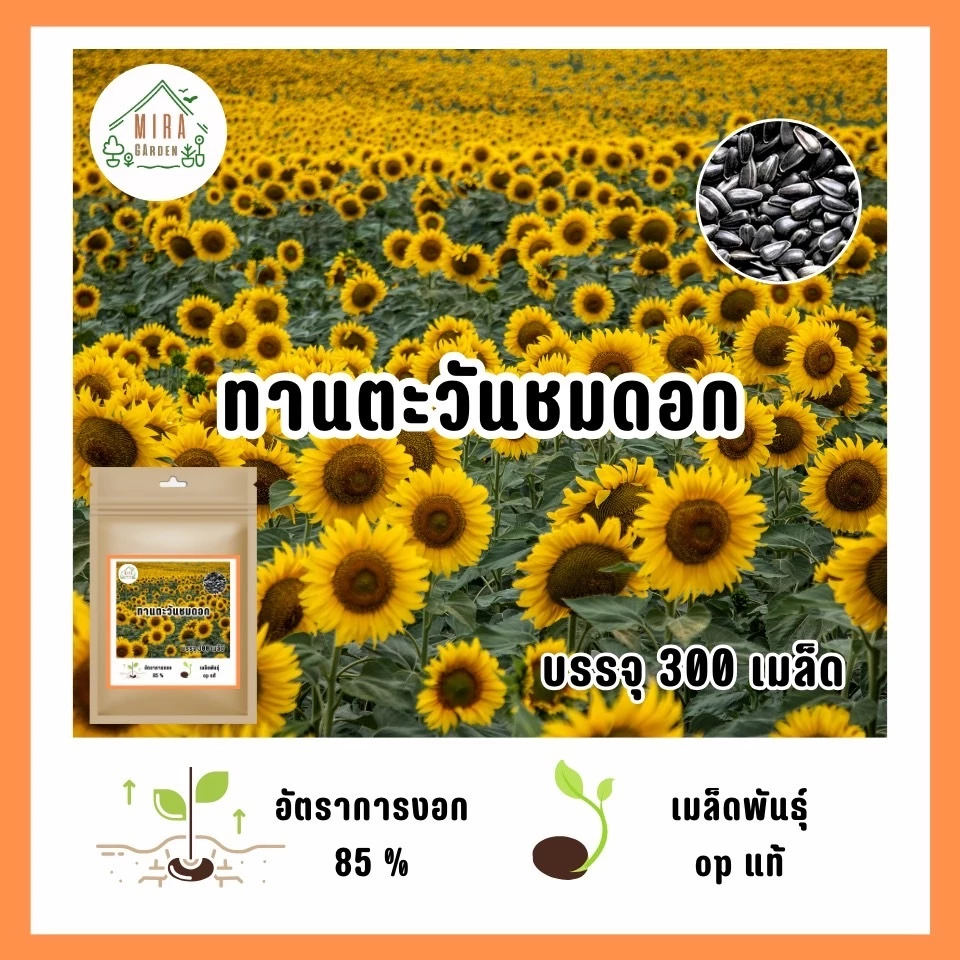 เมล็ดพันธุ์ทานตะวันสูง300เมล็ด ปลูกง่ายชอบแดดโตไว🌻