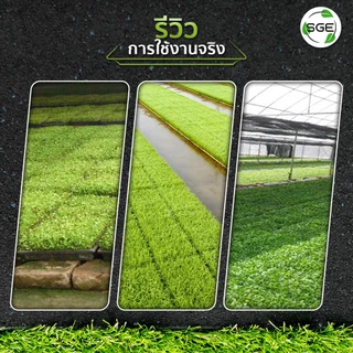SGE ถาดเพาะกล้า เพาะข้าว นาดำ รุ่น GTMG ไม่กรอบแดด ผลิตจากพลาสติก PP ของแท้จาก SGE