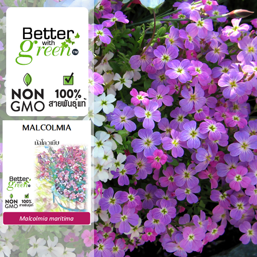 เมล็ดพันธุ์ มัลโควเมีย 150 เมล็ด (MALCOLMIA) นำเข้า การันตีสายพันธุ์