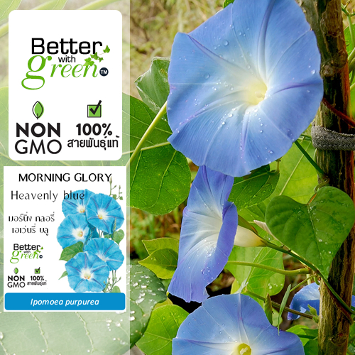 เมล็ดพันธุ์ มอร์นิ่ง กลอรี่ เฮเว่นรี่บลู 20 เมล็ด (MORNING GLORY: Heavenly blue) นำเข้า การันตีพันธุ์