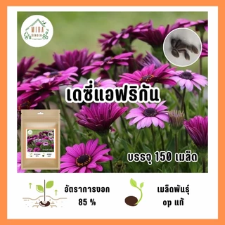 เมล็ดพันธุ์ ดอกเดซี่แอฟริกัน150 เมล็ด