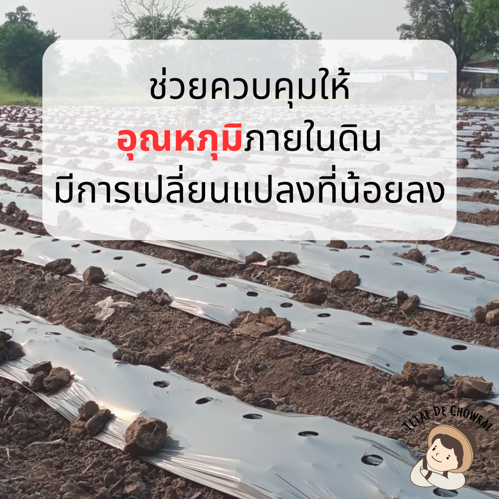 พลาสติกคลุมดิน ดำ-เงิน เกรด B หนา 30 - 35 ไมครอน หน้ากว้าง 1.5/1.2/1.0/0.8 เมตร ยาว 400เมตร ผ้ายาง ตราเตเต้เดอชาวไร่ - รูปที่ 3